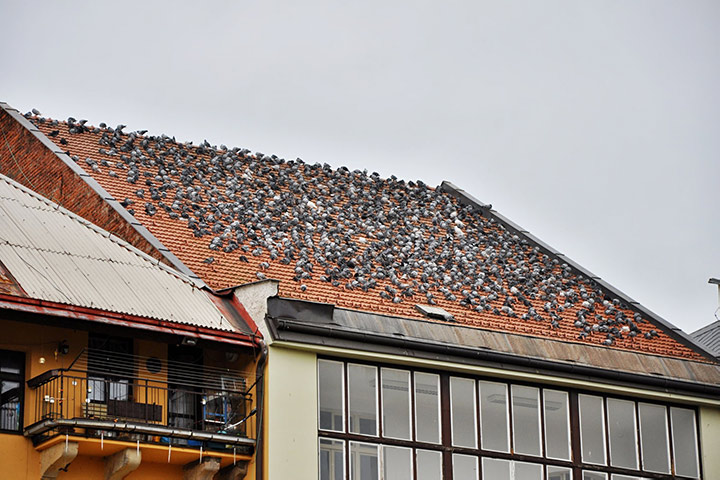 A2B Pest Control are able to install spikes to deter birds from roofs in Washington. 