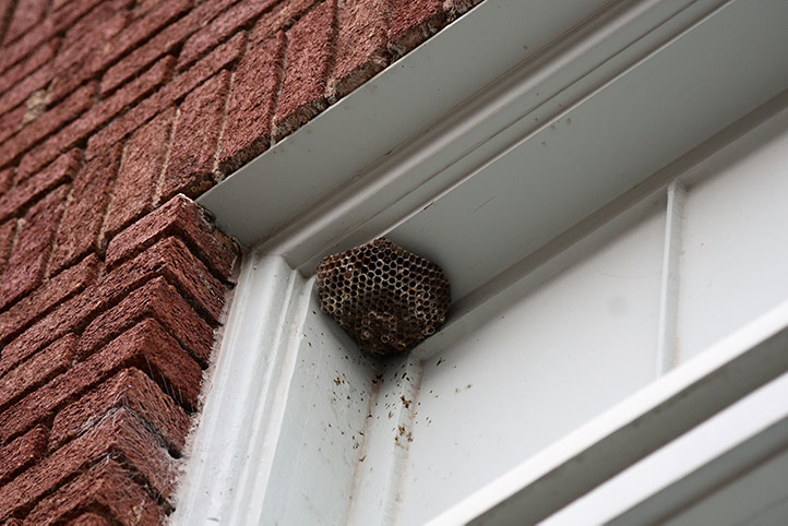 We provide a wasp nest removal service for domestic and commercial properties in Washington.